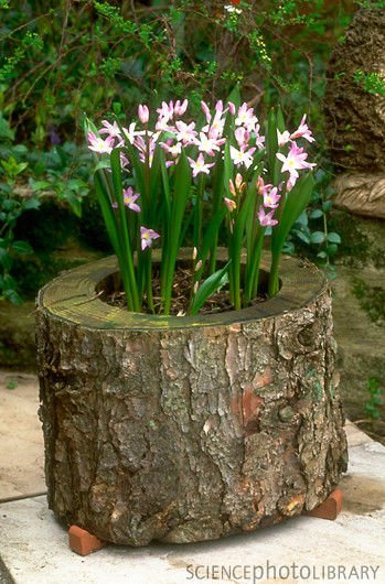 Fotos De Arboles Decorativos En Macetas Fotos De Arboles Decorativos En Macetas