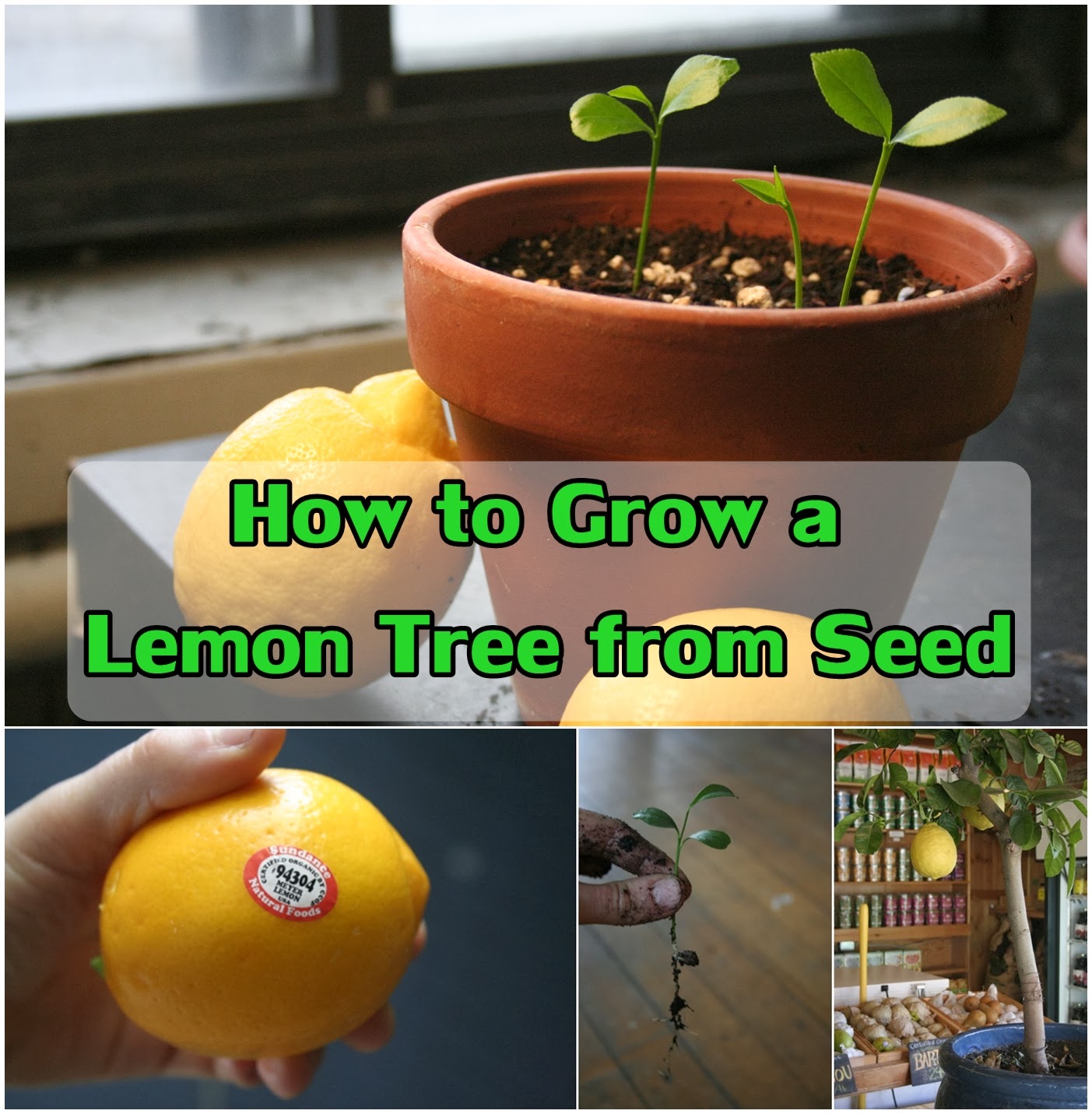 FabArtDIY How To Grow a Lemon Tree From Seed