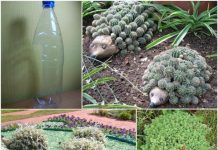 DIY Plastic Bottle Hedgehog Planter for Your Garden DIY Plastic Bottle Hedgehog Planter for Your Garden