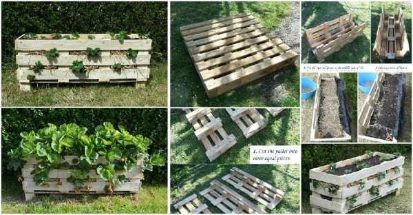 How-to-make-strawberry-planters-with-recycled-pallets