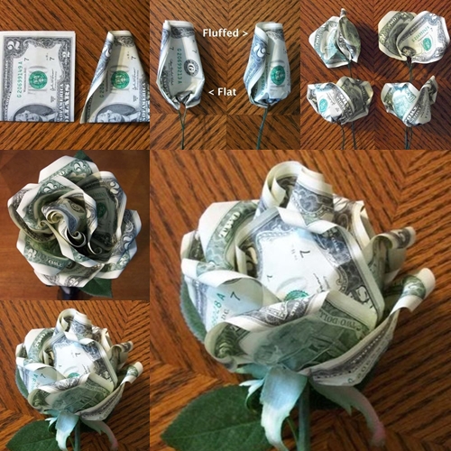 dollar rose feature