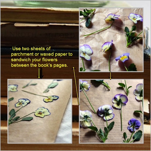 dry flower press tutorial