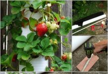 DIY Verticle PVC Pipe Strawberry Planter Tower strawberry tower feature
