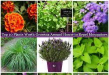 Top 10 Plants Worth Growing Around House to Repel Mosquitoes Top 10 Plants Worth Growing Around House to Repel Mosquitoes