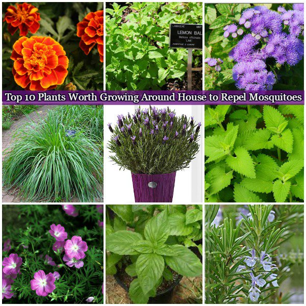 Top 10 Plants Worth Growing Around House to Repel Mosquitoes