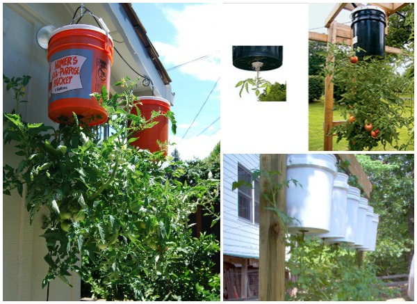 How to Grow Tomatoes Upside Down- DIY Upside down tomaton planter