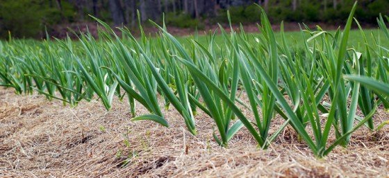 Top 10 Plants Worth Growing Around House to Repel Mosquitoes