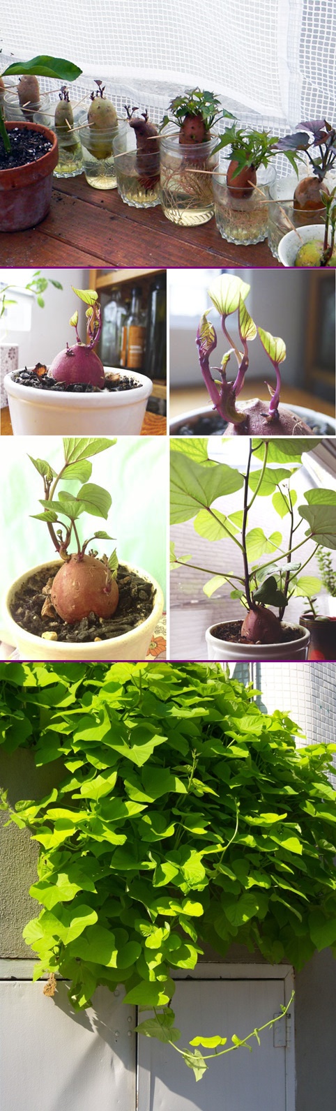 How to Grow Sweet Potato Vine Plant 