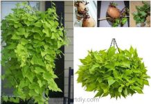 How to Grow Sweet Potato Vines How to Grow Sweet Potato Vines