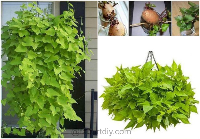 How to Grow Sweet Potato Vines