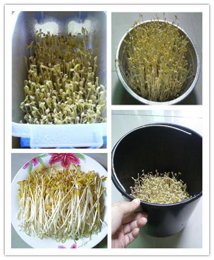 diy-green-bean-sprout02.jpg