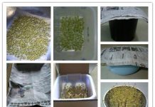 How to Make Clean Green Bean Sprout at Home diy green bean sprout04