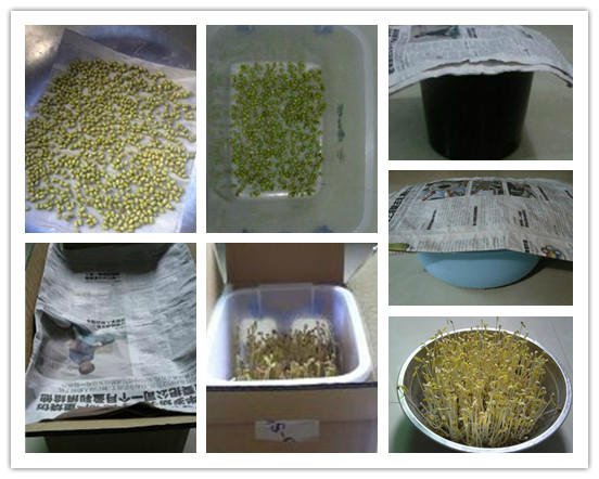 diy-green-bean-sprout04.jpg