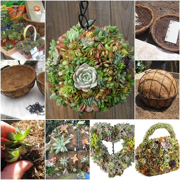 diy hanging succulent Ball tutorial