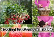 How To Grow Strawberries In Hanging Basket How To Grow Strawberries In Hanging Basket