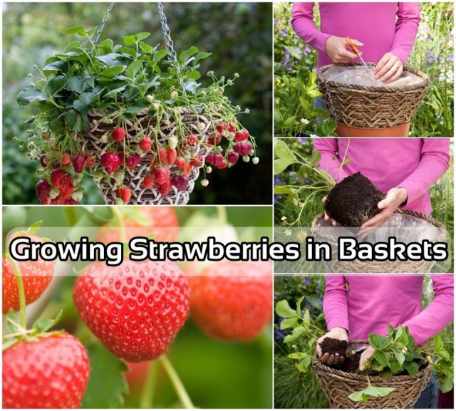 How To Grow Strawberries In Hanging Basket