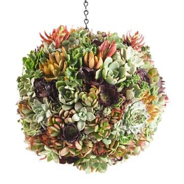 DIY Hanging Succulent Ball for your Garden step by step instructions
