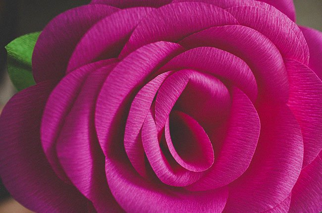 giant-paper-rose11.jpg