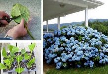 DIY Propagate Hydrangeas from Cutting (Video) Check out the Tutorial for growing your very own Hydrangeas.