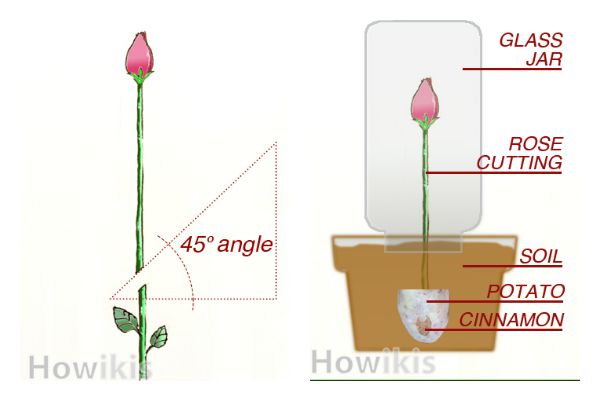 Great Tip on How to Grow Rose from Cutting Easily