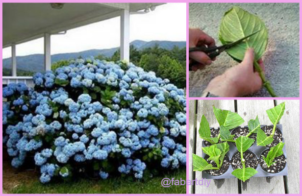 DIY Propagate Hydrangeas from Cutting Tutorial-Video