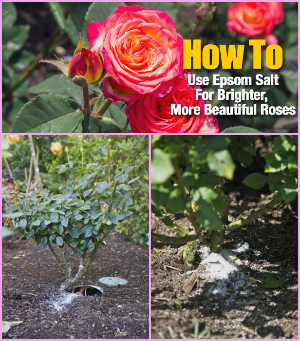 How to Use Epsom Salt for Roses