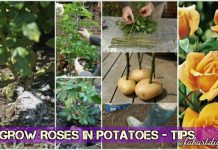 How to Grow Rose from Cutting in Potatoes Easily How to Grow Rose from Cutting in potatoes Easily- Video