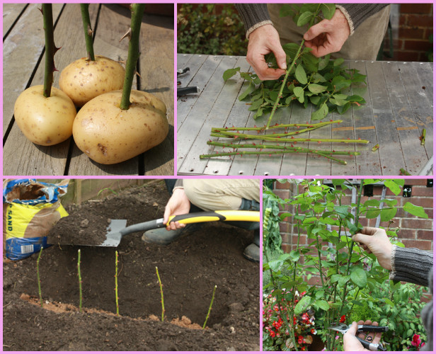 Gardening tip: Grow Rose from Cutting in potatoes Easily tutorial - video