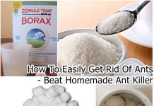 How to Get Rid Of Ants Overnight – DIY Best Homemade Ant Killer How To Get Rid Of Ants Overnight -DIY Homemade Ant Killer Recipe