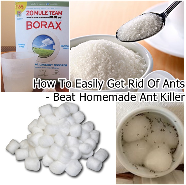 How To Get Rid Of Ants Overnight -DIY Homemade Ant Killer Recipe