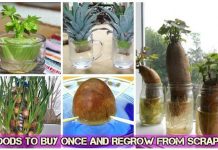 Foods To Buy Once And Regrow Forever Foods To Buy Once And Regrow from Scraps