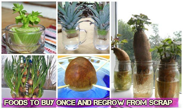 Foods To Buy Once And Regrow from Scraps