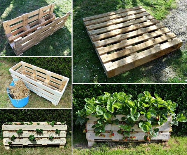 DIY Vertical Strawberry Planter from a single Pallet - video