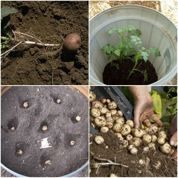 4 Simple Steps To Grow 100 Pounds Of Potatoes In A Barrel