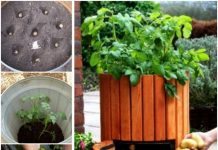 How to Grow 100 Pounds of Potatoes in A Barrel How to Grow 100 Pounds of Potatoes in A Barrel
