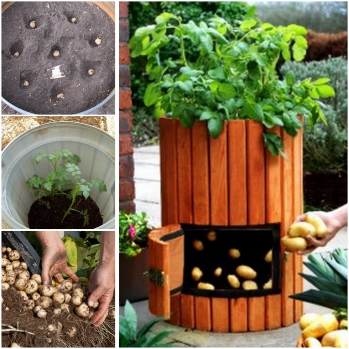 How to Grow 100 Pounds of Potatoes in A Barrel