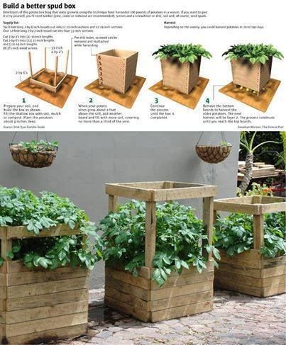 How to Grow 100 Pounds of Potatoes in A Barrel