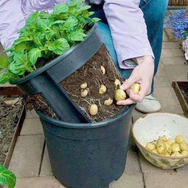 How to Grow 100 Pounds of Potatoes in A Barrel (Video)