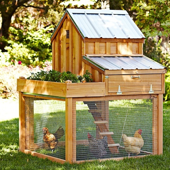 DIY Backyard Chicken Coop14