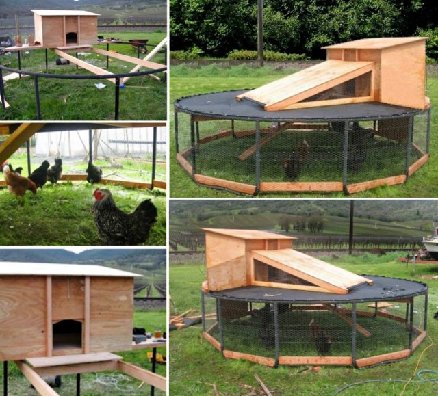 DIY Backyard Chicken Coop1