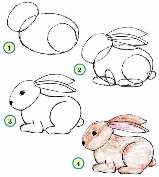 Draw wildlife animals - bunny