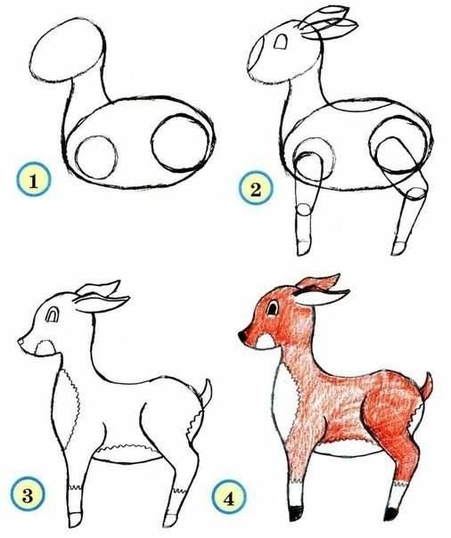 Draw wildlife animals - deer