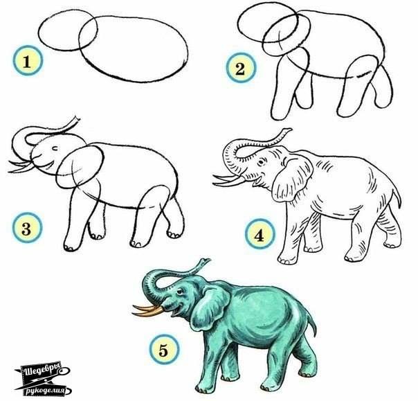 Draw wildlife animals - elephant