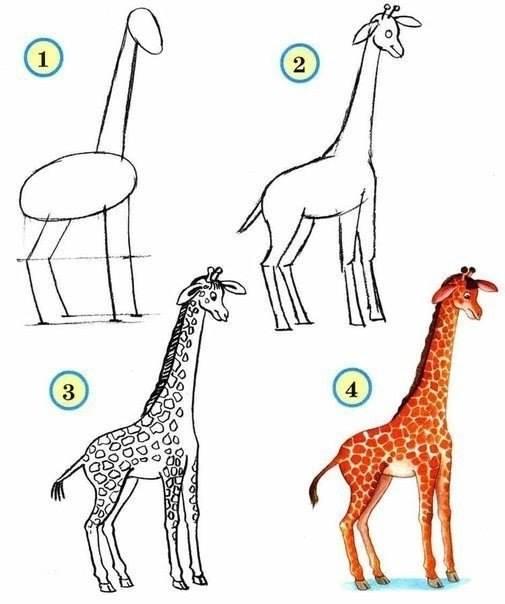 Draw wildlife animals - giraffe