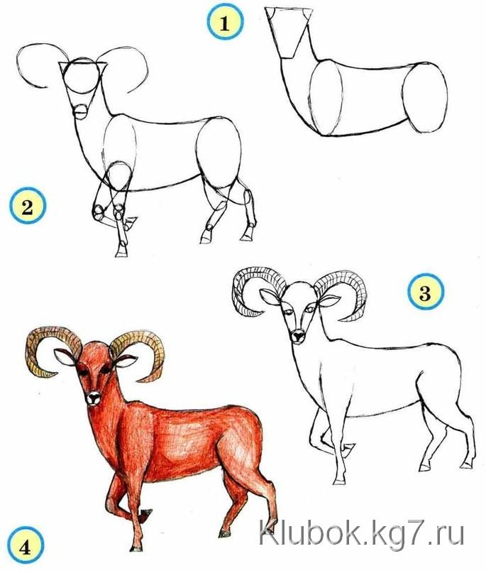 Draw wildlife animals - goat