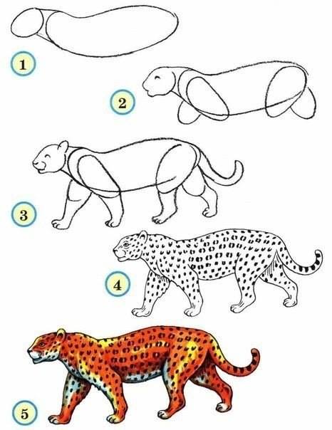 Draw wildlife animals - leopard