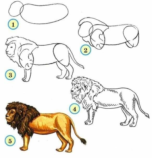 Draw wildlife animals - lion