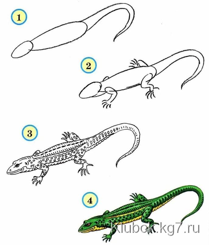 Draw wildlife animals - lizard