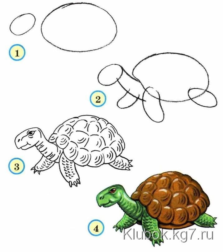 Draw wildlife animals - turtle