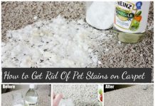 How to Get Rid of Pet Stains on Carpet Easily How to Get Rid of Pet Stains on Carpet Easily